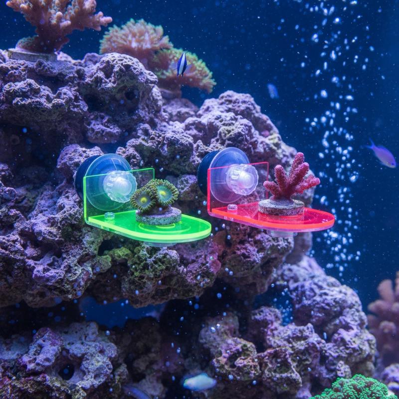 1 stuks acryl fluorescerende S - Coral Frag Plug recensie en prijs